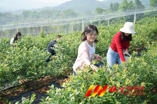 圖為游客在懷寧縣月山鎮(zhèn)復興村藍莓基地采摘藍莓.JPG