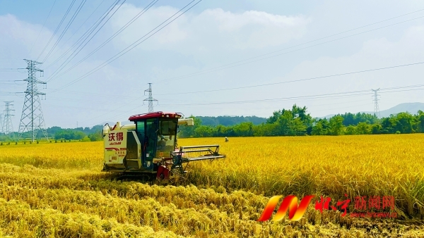 在懷寧縣臘樹鎮(zhèn)高標(biāo)準(zhǔn)水稻示范種植基地里，收割機(jī)在收割水稻.jpg