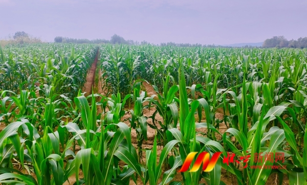 懷寧縣洪鋪鎮(zhèn)香甜玉米豐收在望.jpg