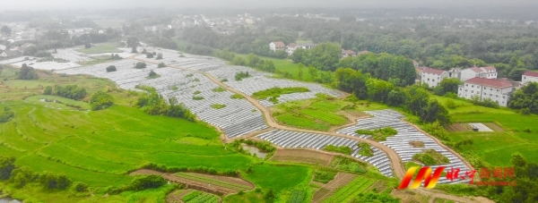 發(fā)展現(xiàn)代農(nóng)業(yè) 助推鄉(xiāng)村振興.jpg