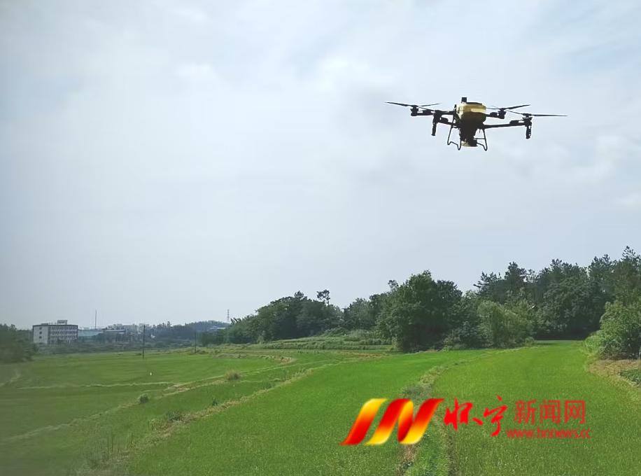 高河鎮(zhèn)夏季稻田管護(hù)忙 農(nóng)技護(hù)航保豐收.png