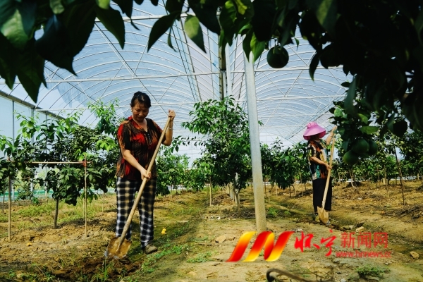 特色產(chǎn)業(yè)助農(nóng)增收.JPG